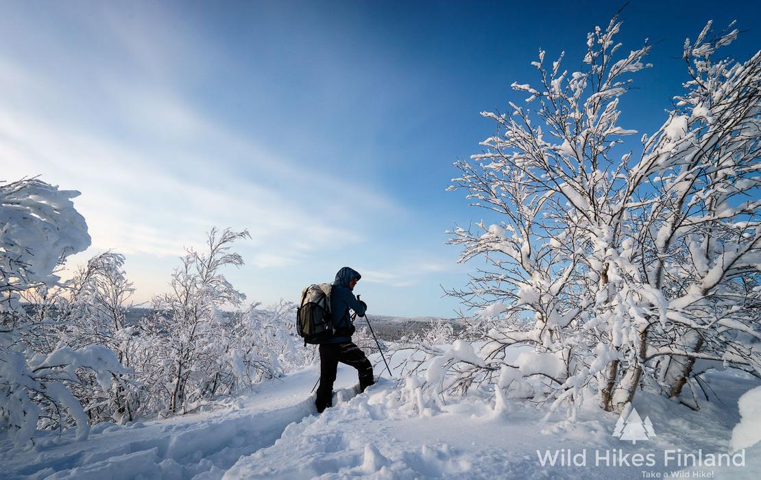 Hiker walking through deep snow among snow-covered trees in Lapland wilderness.
